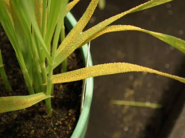 UKCPVS wheat seedling testing for yellow rust
